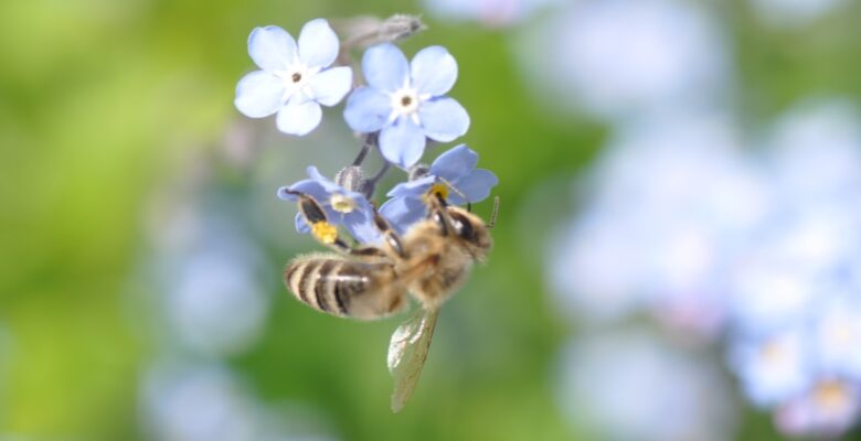 Liderlighedens natur